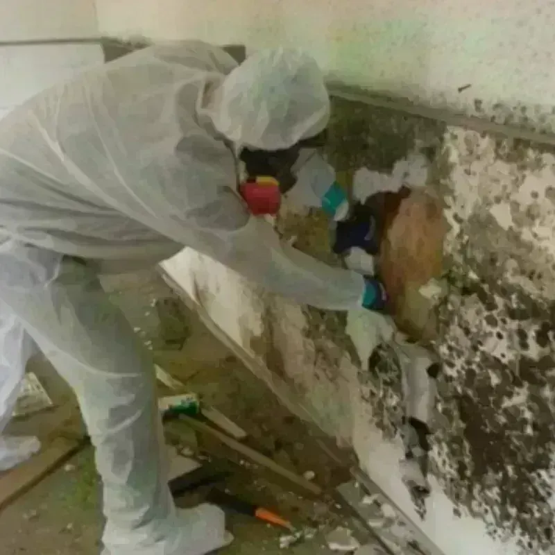 Mold Remediation and Removal in Boone County, MO